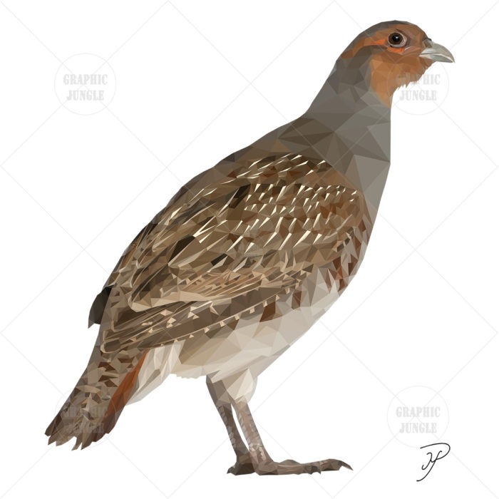 30 GREY PARTRIDGE SQUARE WHITE