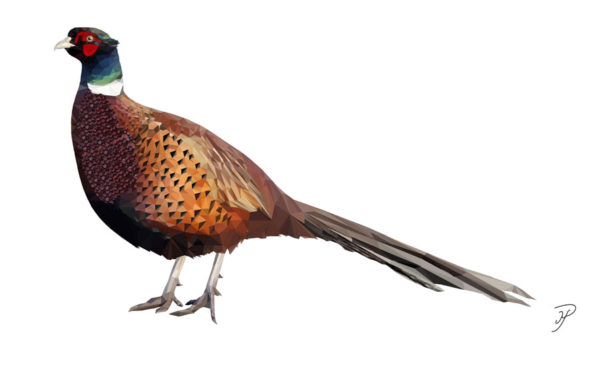 Pheasant